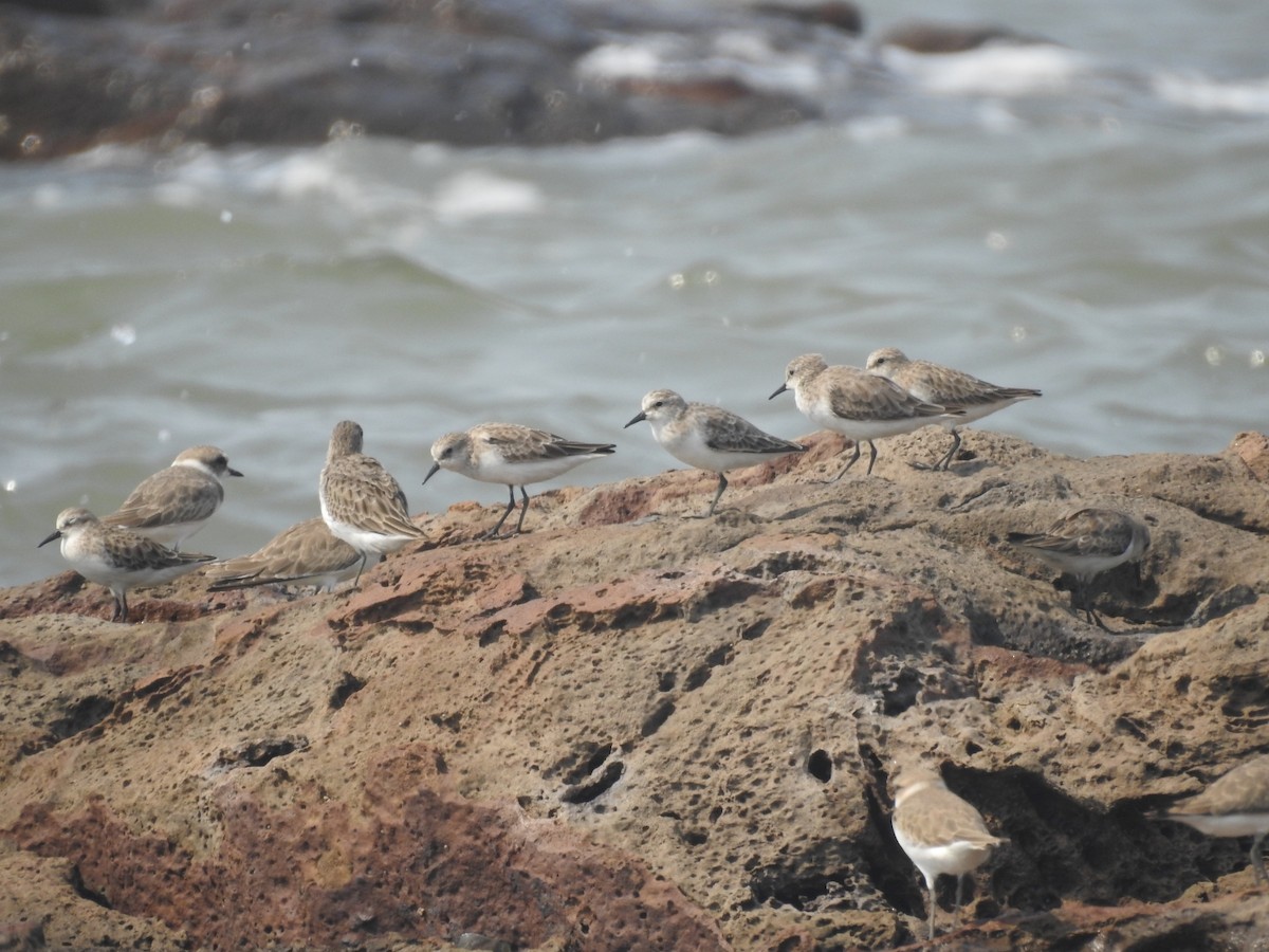 Кулик-воробей - ML645711664