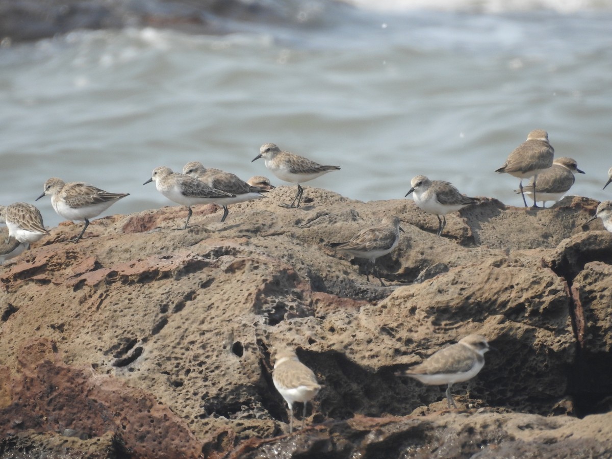 Кулик-воробей - ML645711665