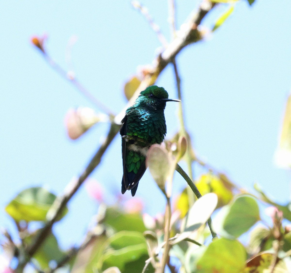 Черноклювый изумруд - ML645711670