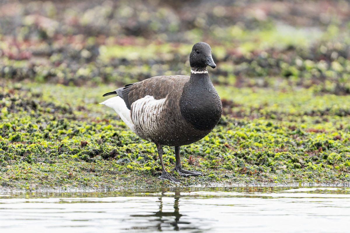 Brant - ML645711676