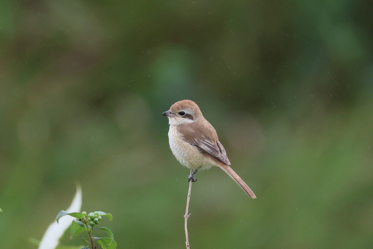 Сибирский жулан - ML645711684