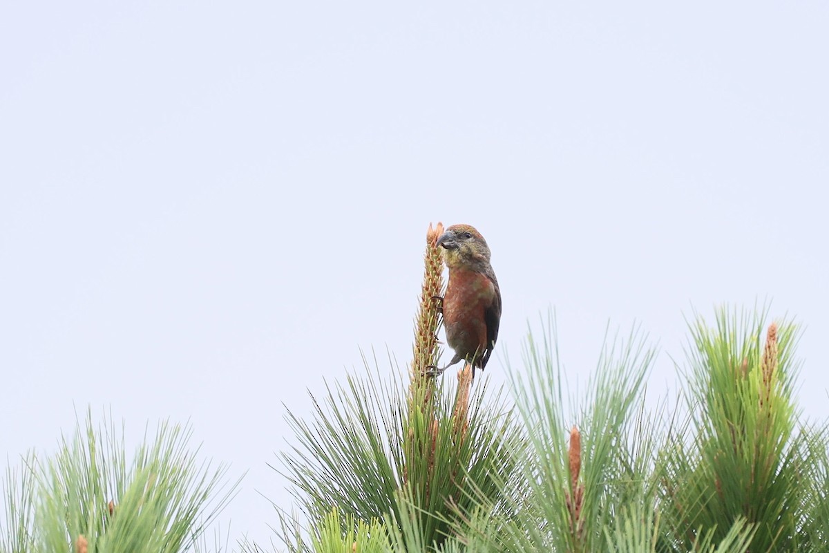 Клёст-еловик - ML645711690