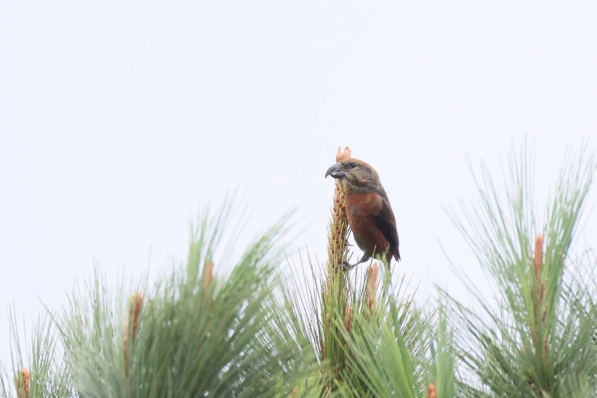 Клёст-еловик - ML645711691