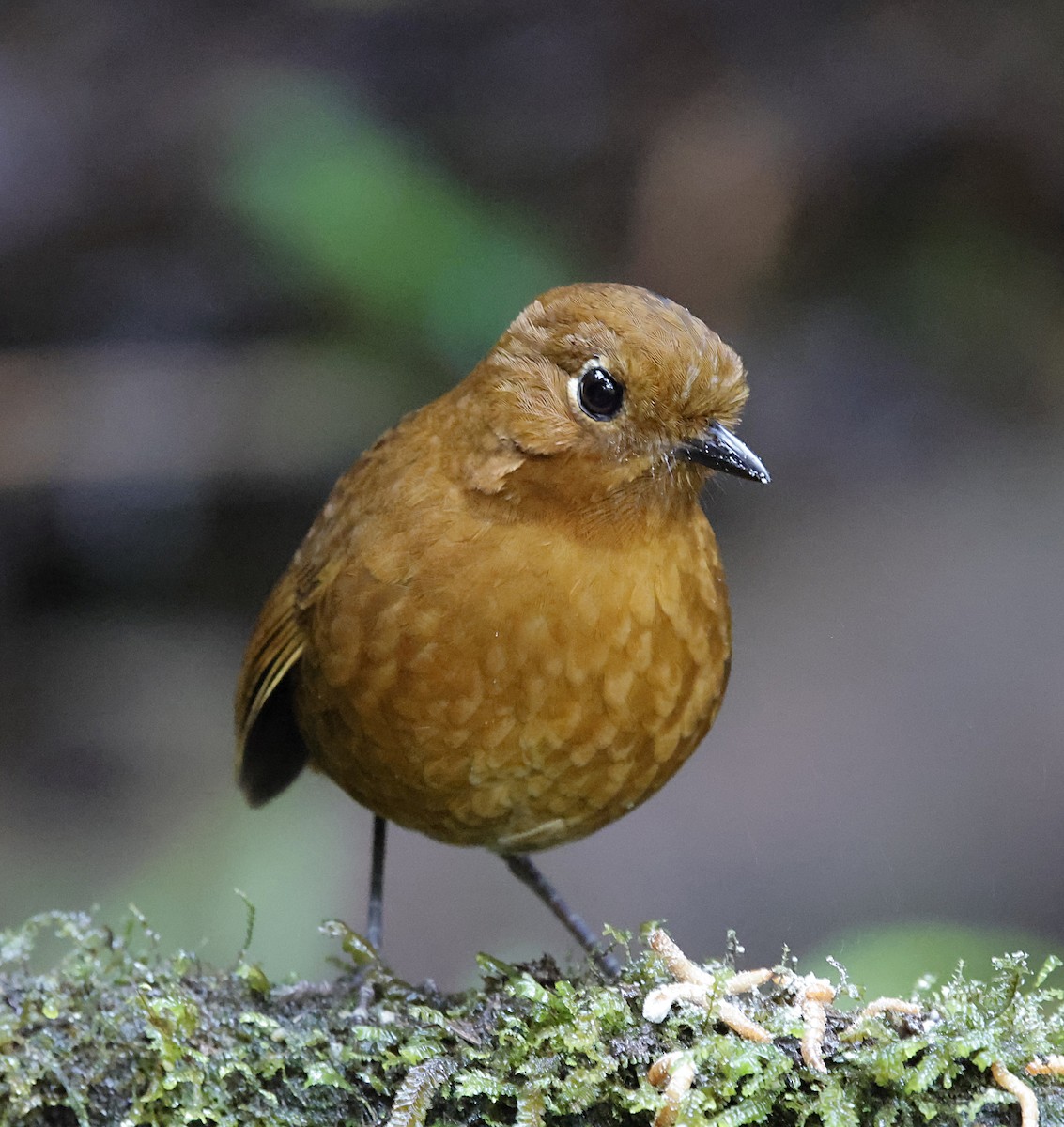 Urubamba Antpitta - ML645711692