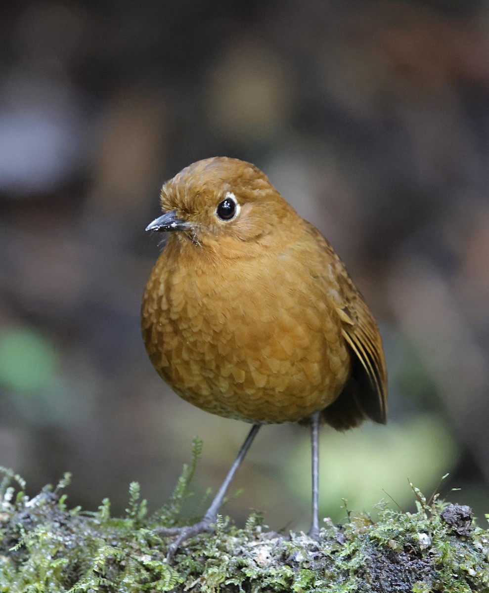 Urubamba Antpitta - ML645711693