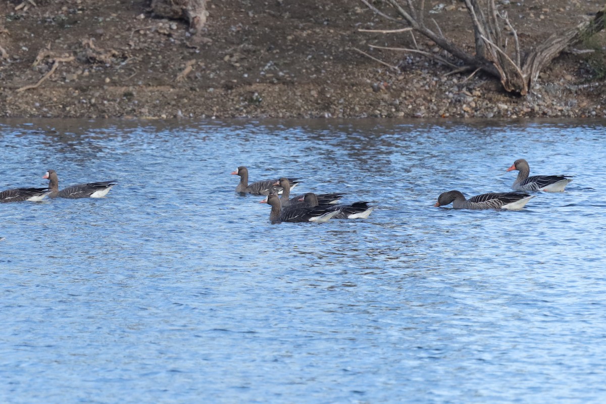 Белолобый гусь - ML645711700