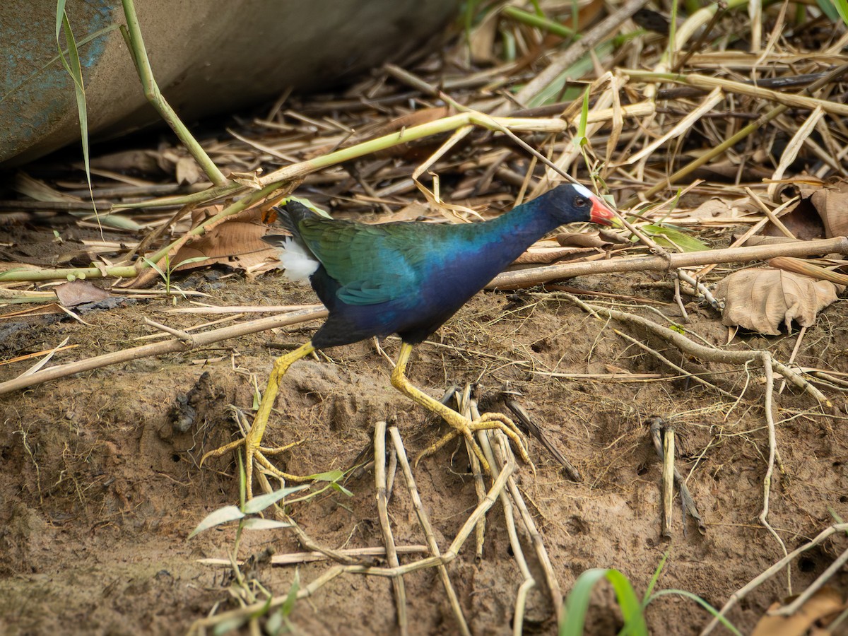 Малая султанка - ML645711701