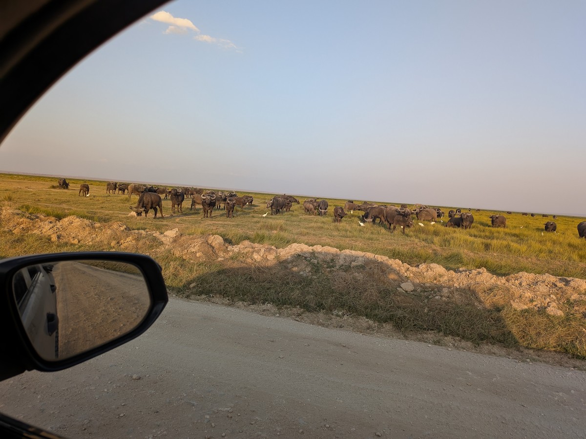 Cape Buffalo - ML645711703