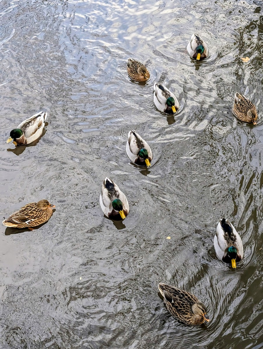 Кряква - ML645711705