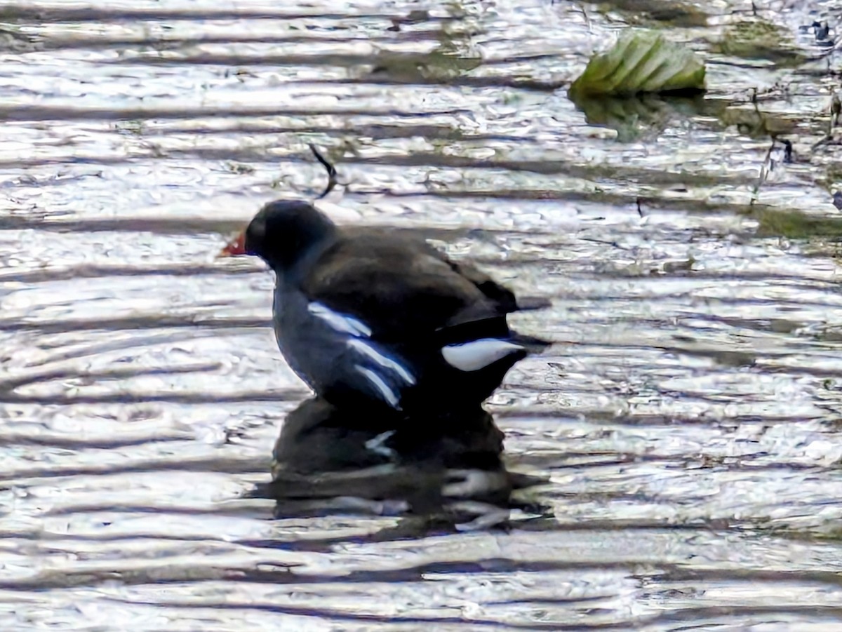 Eurasian Moorhen - ML645711708
