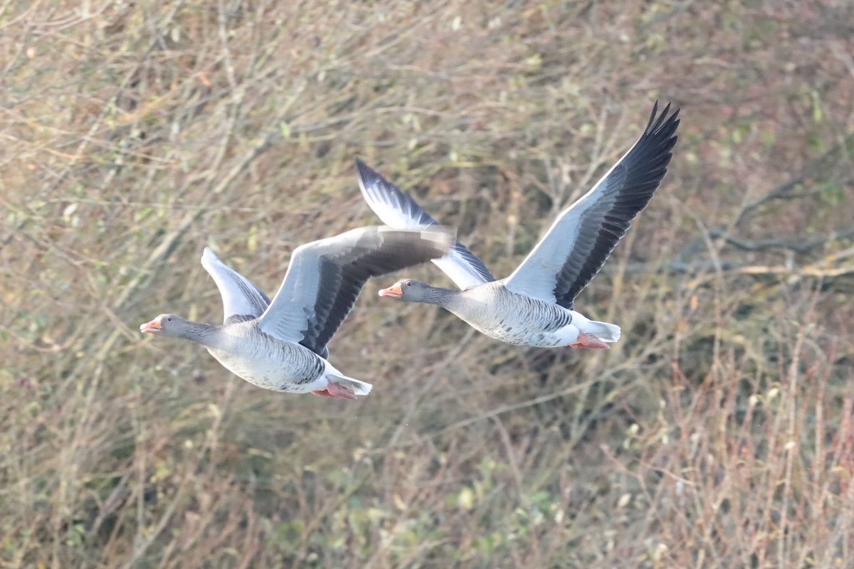 Graylag Goose - ML645711713