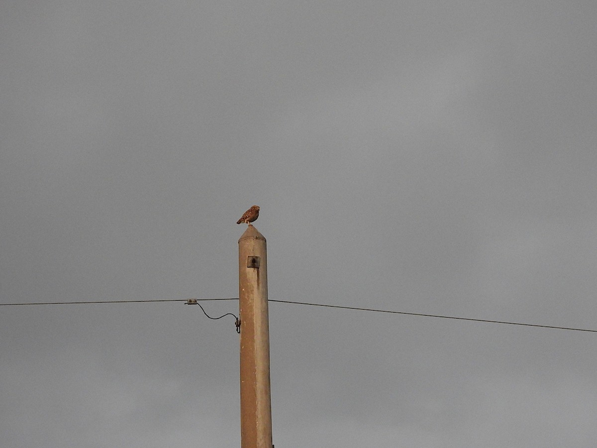 Burrowing Owl - ML645711718