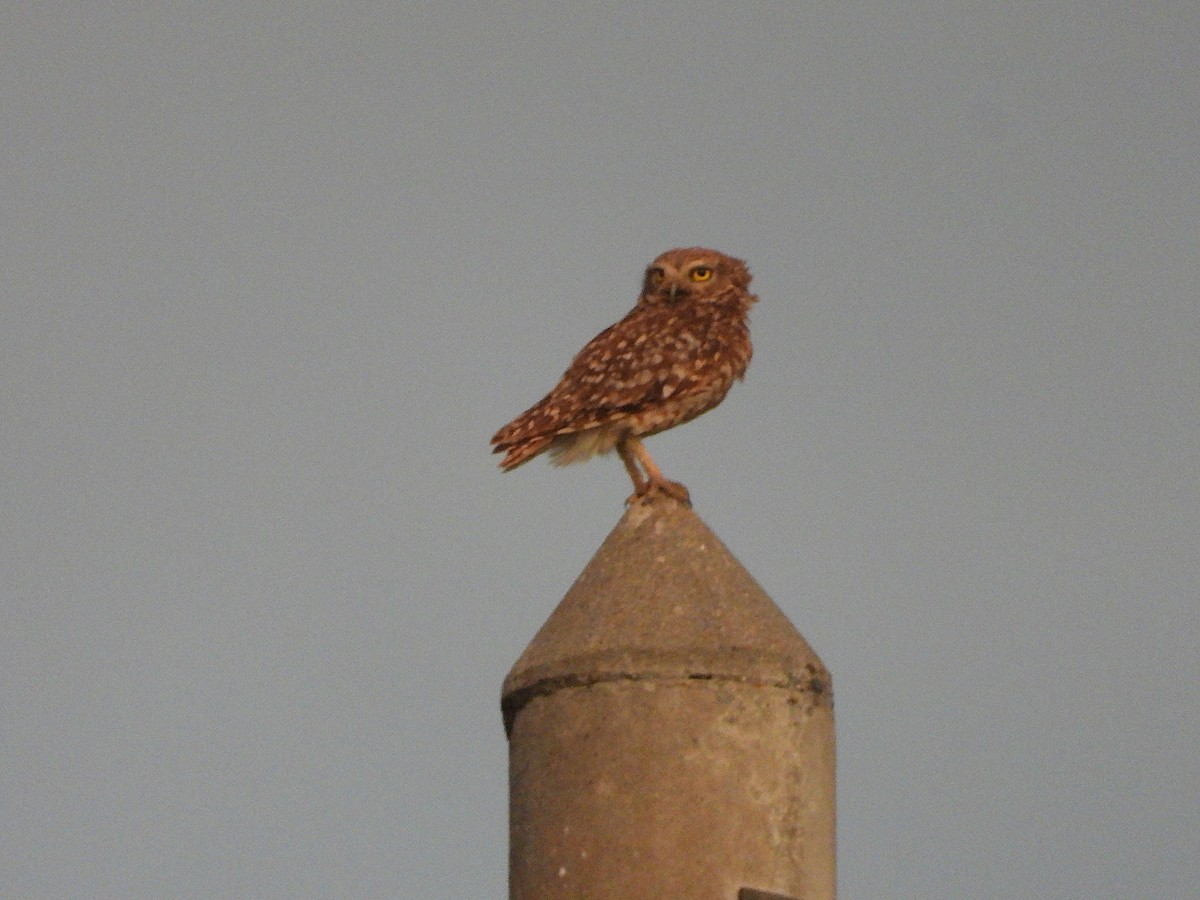 Burrowing Owl - ML645711719