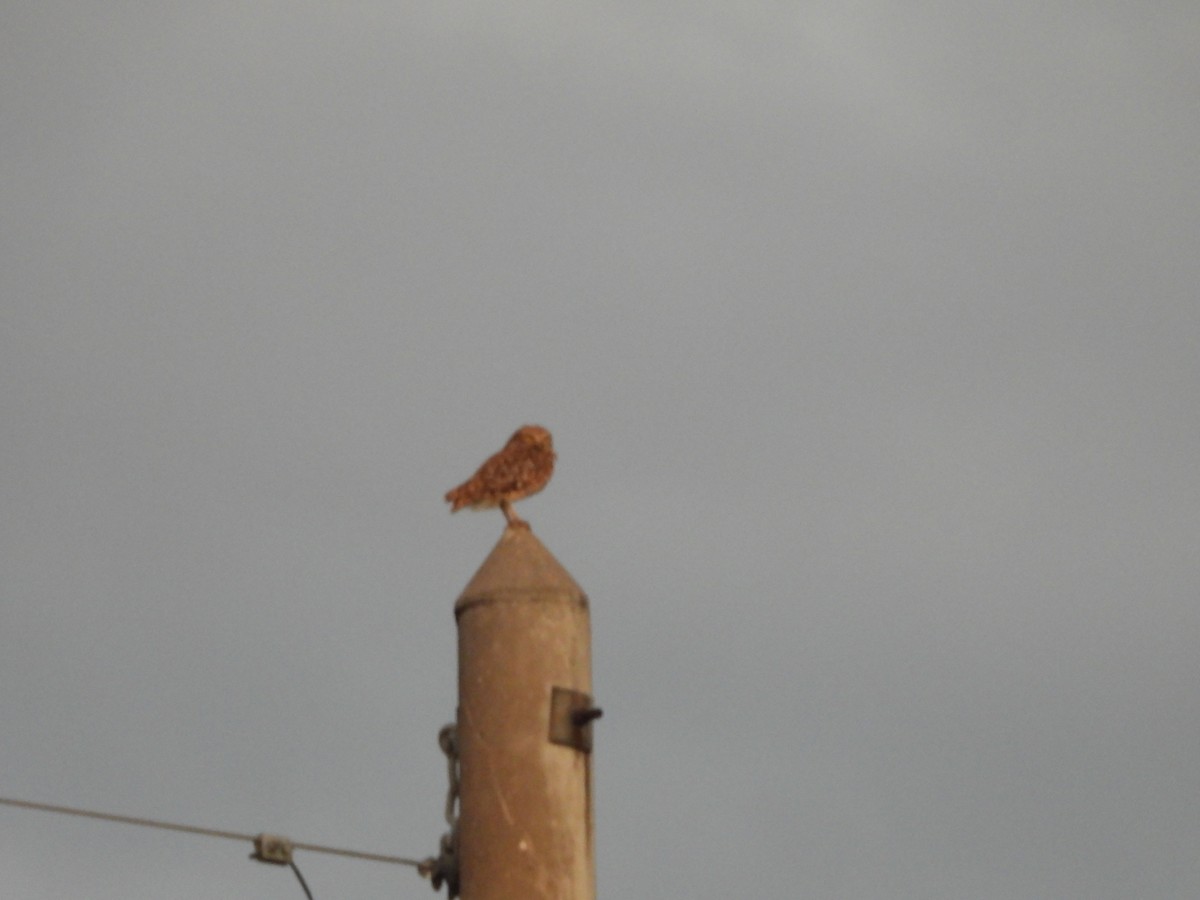Burrowing Owl - ML645711720