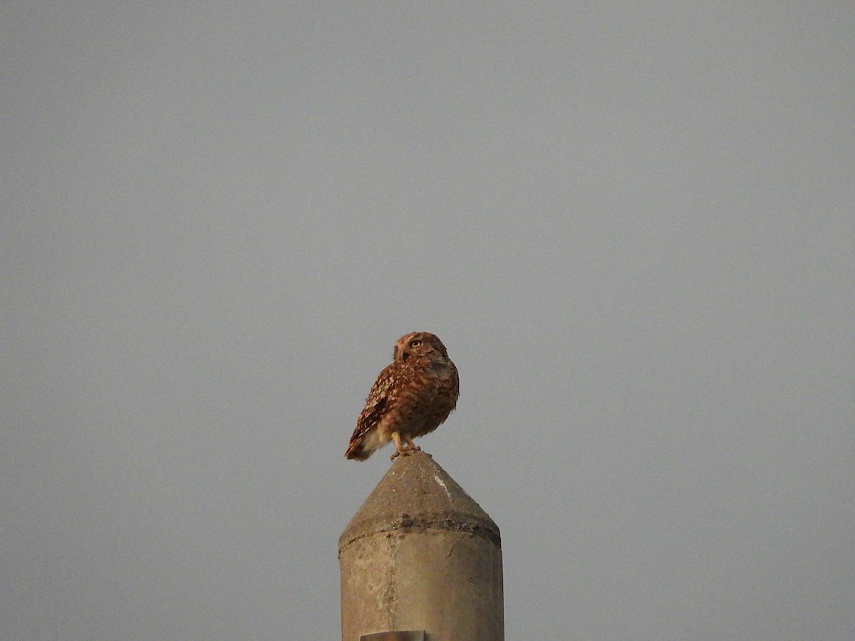 Burrowing Owl - ML645711721