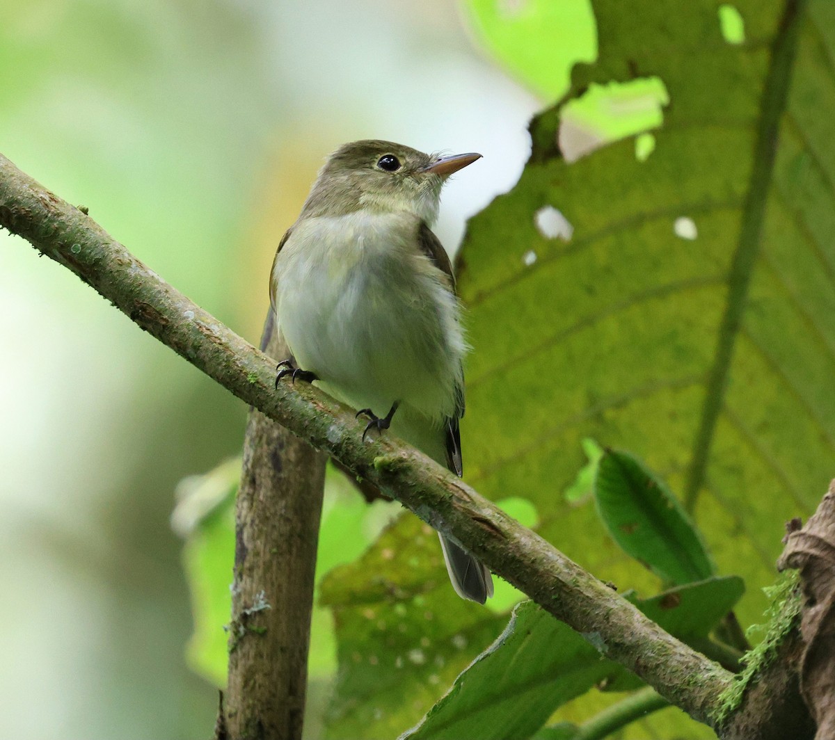 Acadian Flycatcher - ML645711722