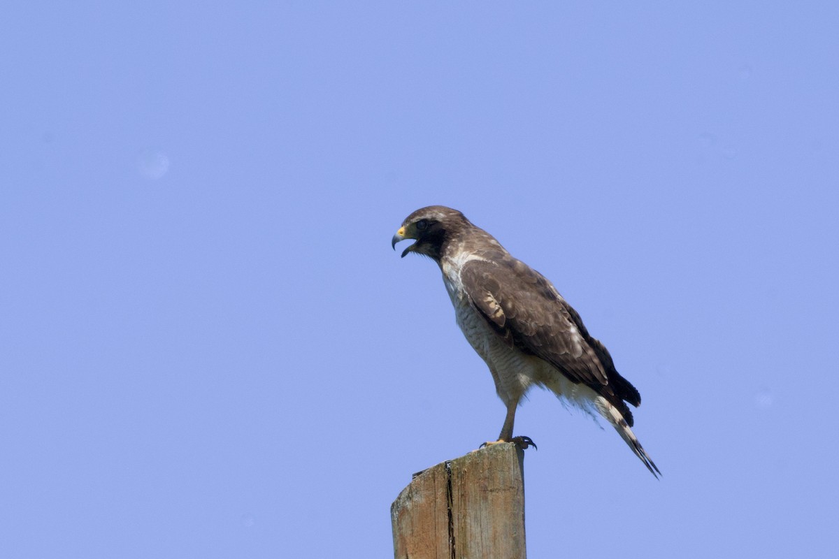 káně krahujová - ML645711737