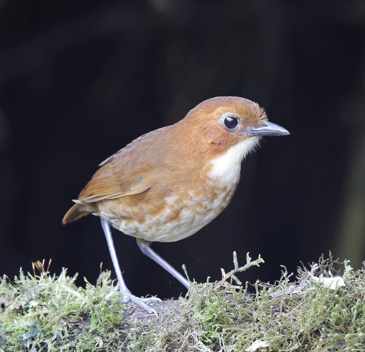 Red-and-white Antpitta - ML645711738