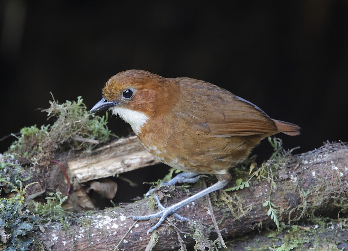 Red-and-white Antpitta - ML645711739