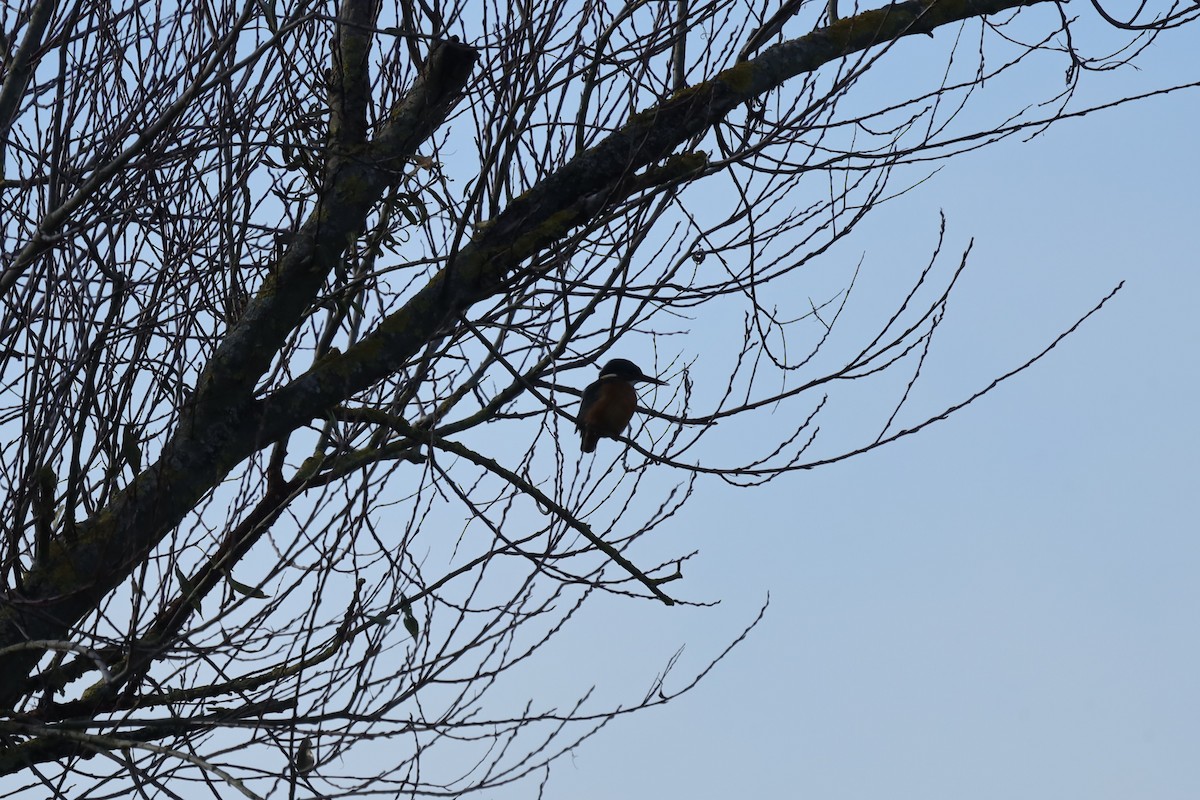 שלדג גמדי - ML645711742