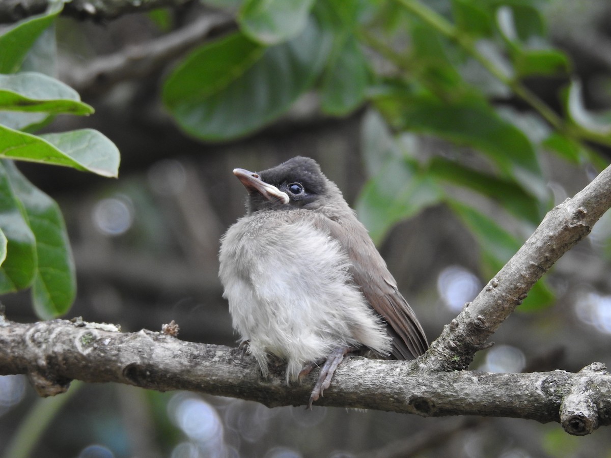 בולבול אפריקני - ML645711745
