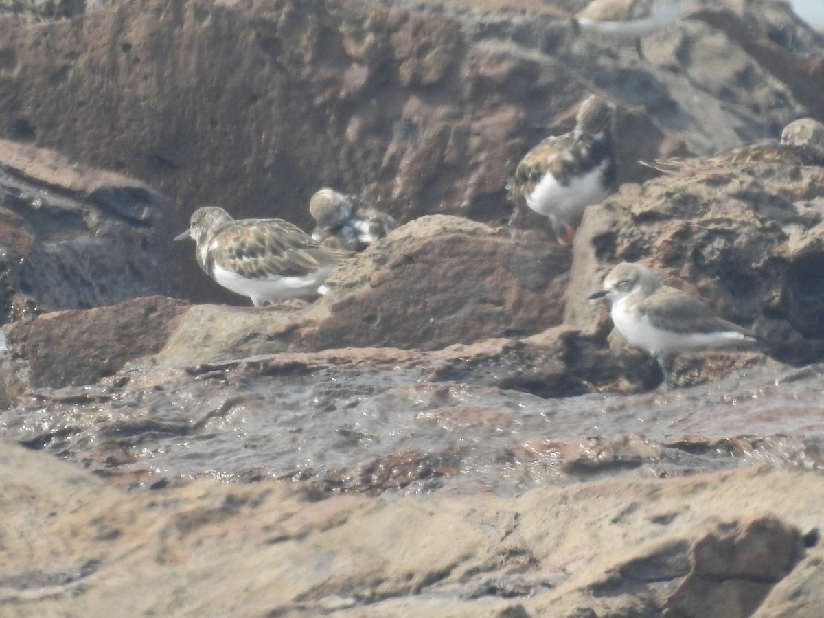 ארנריה אדמונית - ML645711749