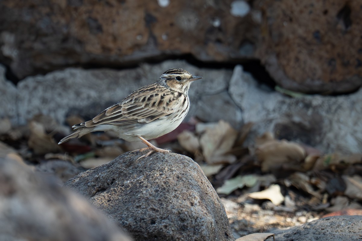 חוגת עצים - ML645711750