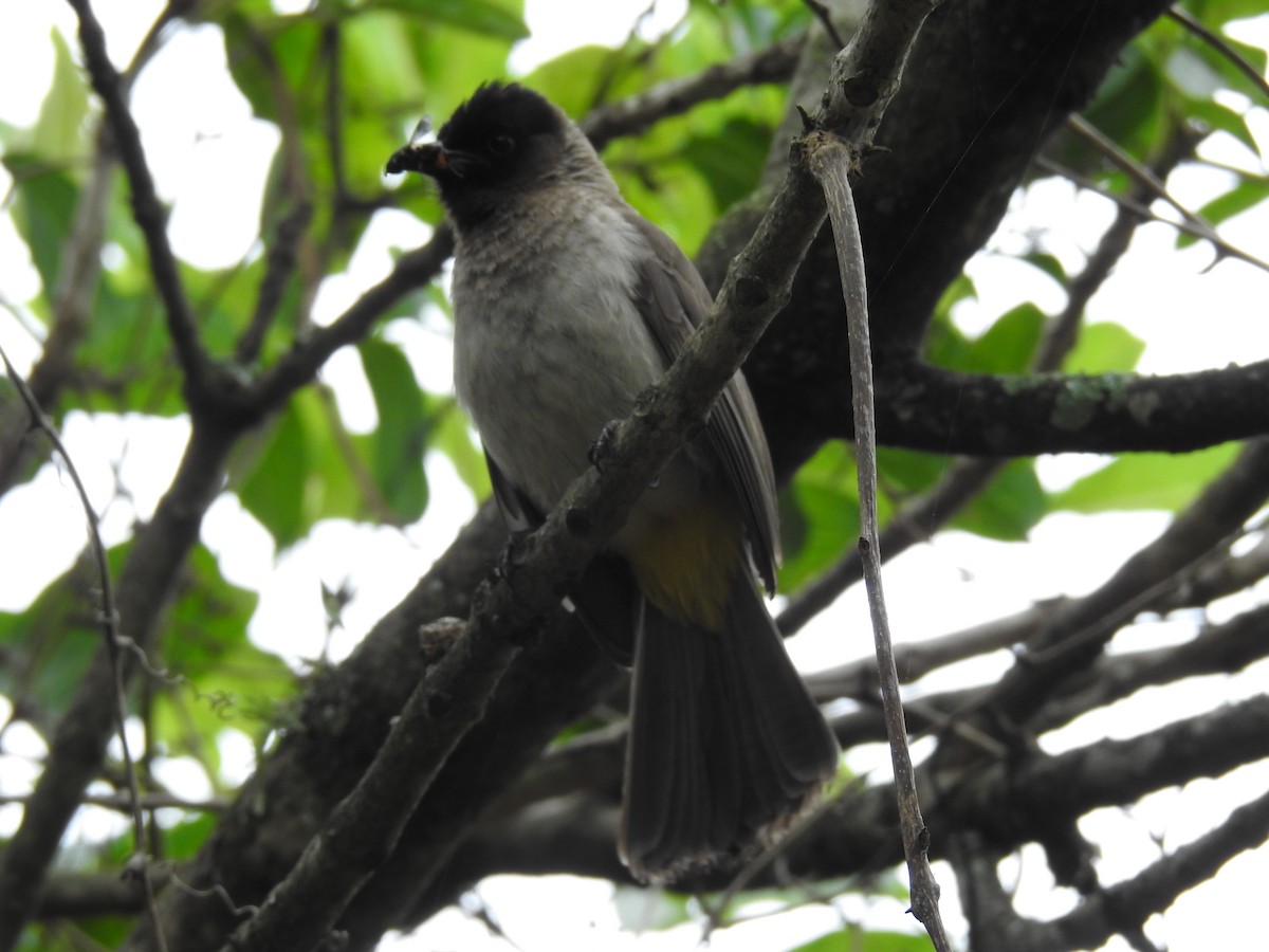 בולבול אפריקני - ML645711751