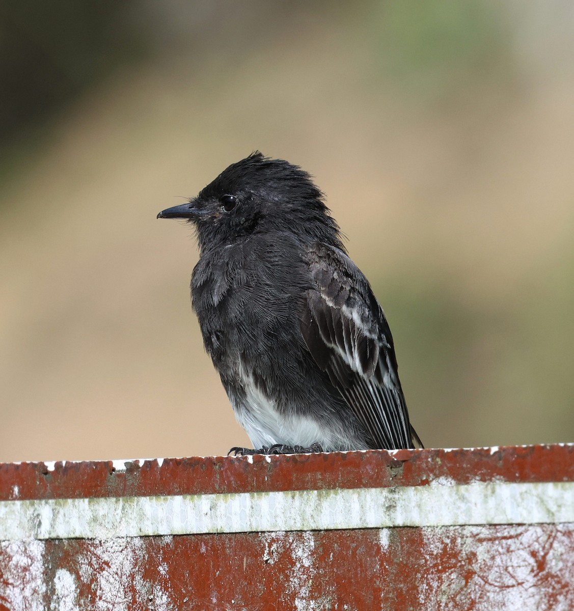 Black Phoebe - ML645711754