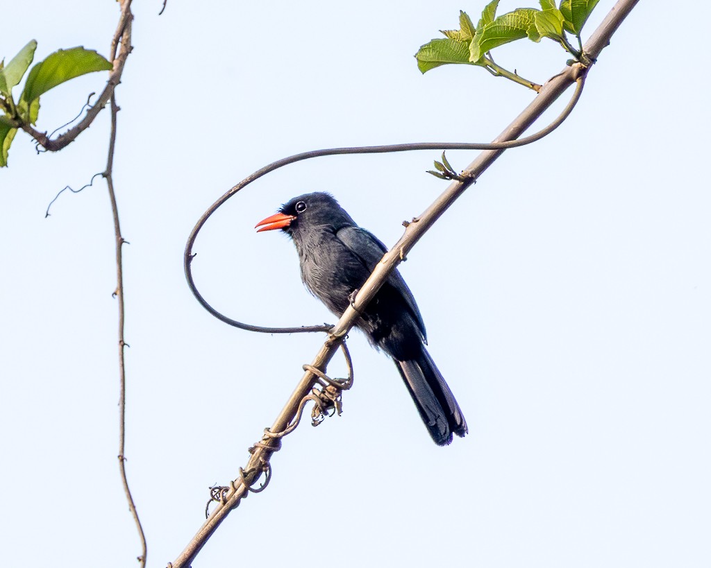 Black-fronted Nunbird - ML645711755