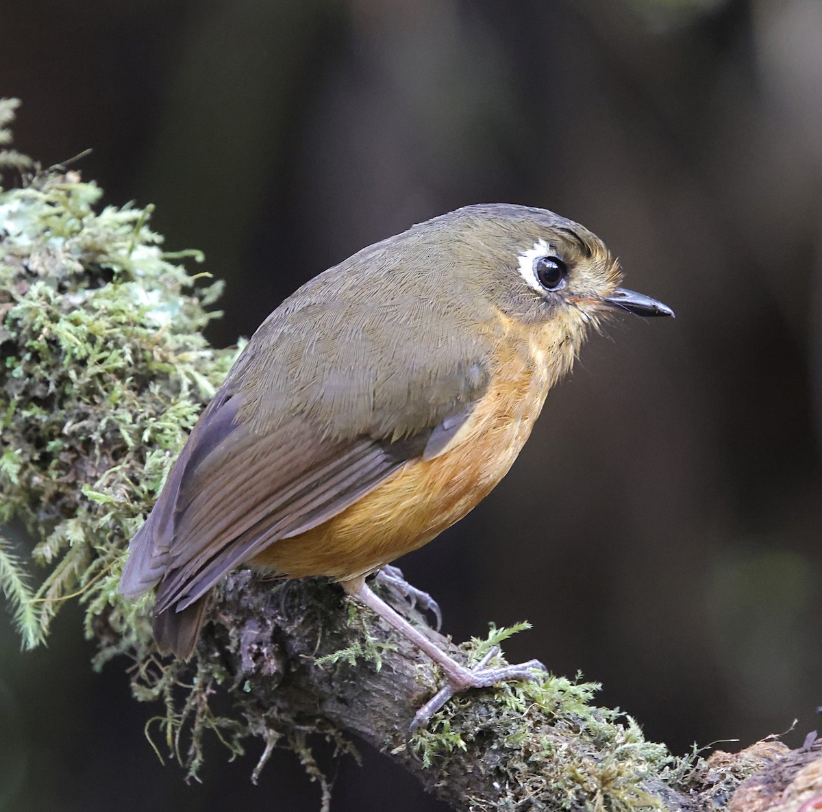 Leymebamba Antpitta - ML645711762