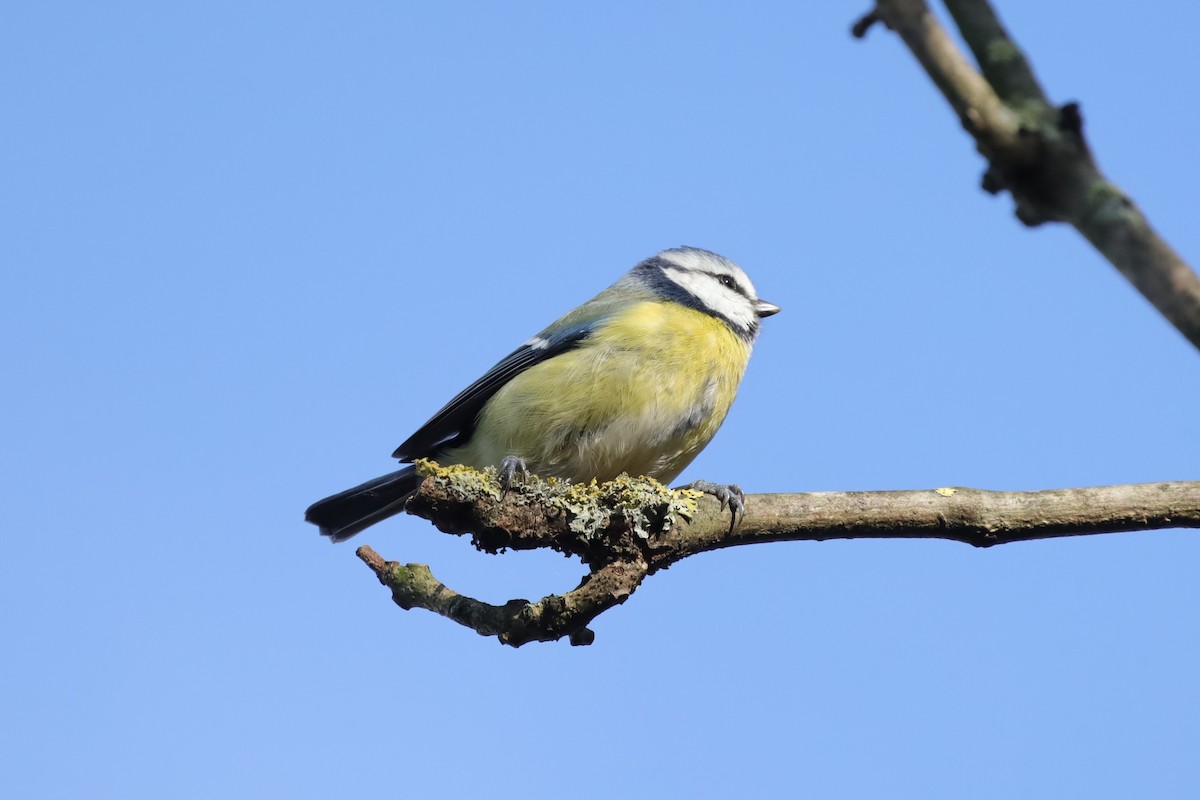 ירגזי כחול - ML645711763