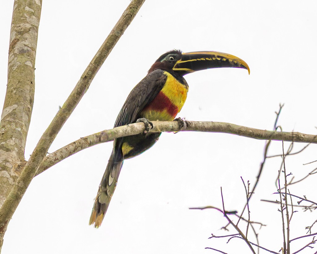 Chestnut-eared Aracari - ML645711766