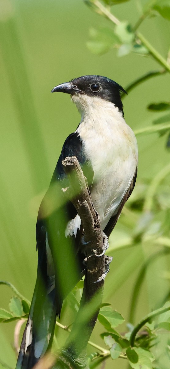 קוקיה עקודה - ML645711767