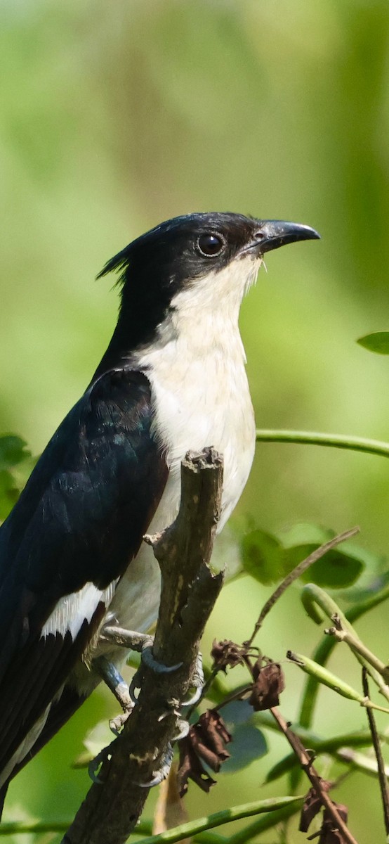 קוקיה עקודה - ML645711768