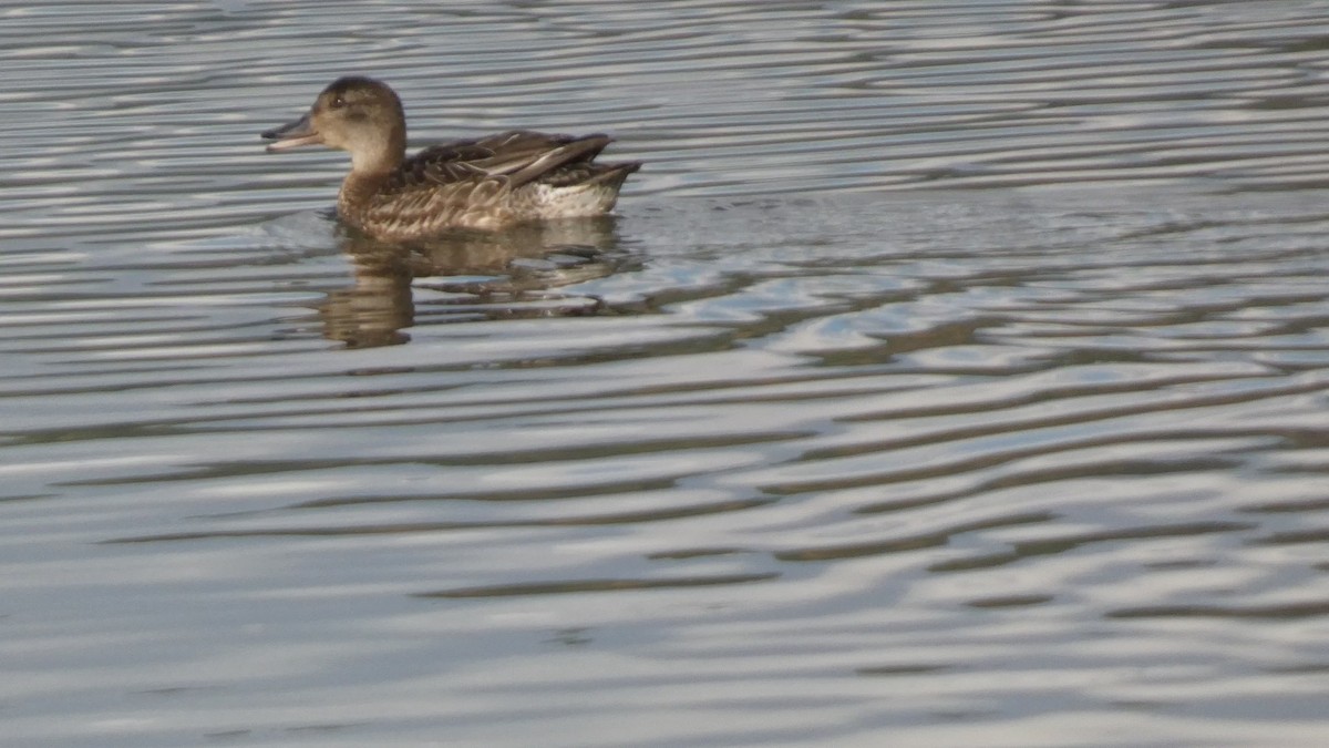 ברכיה - ML645711772