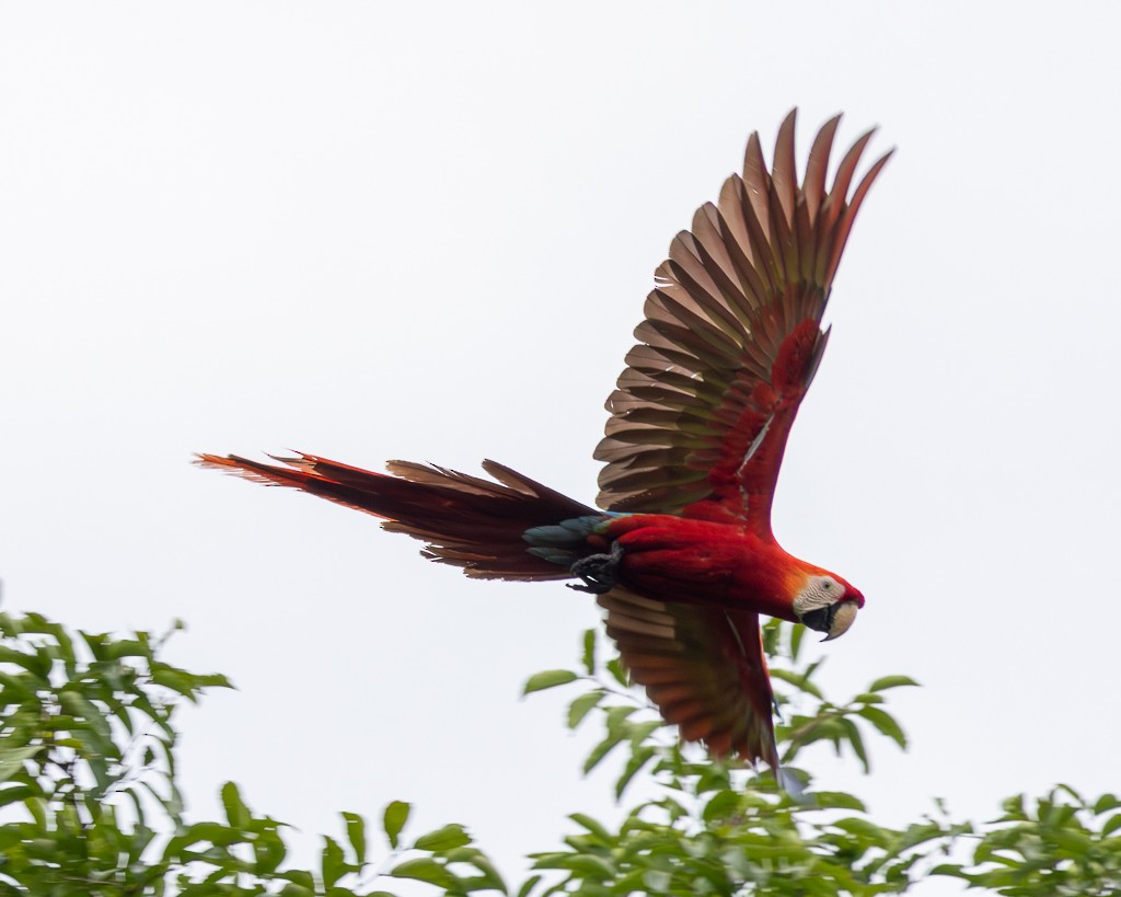 Scarlet Macaw - ML645711782