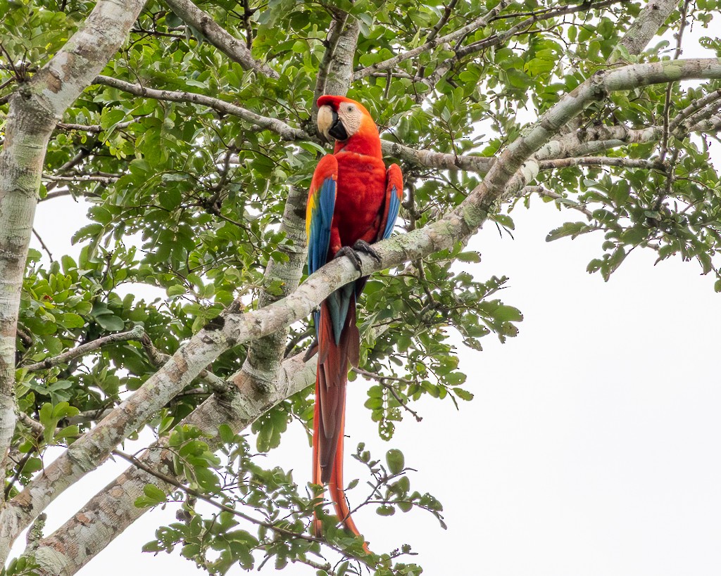 Scarlet Macaw - ML645711783