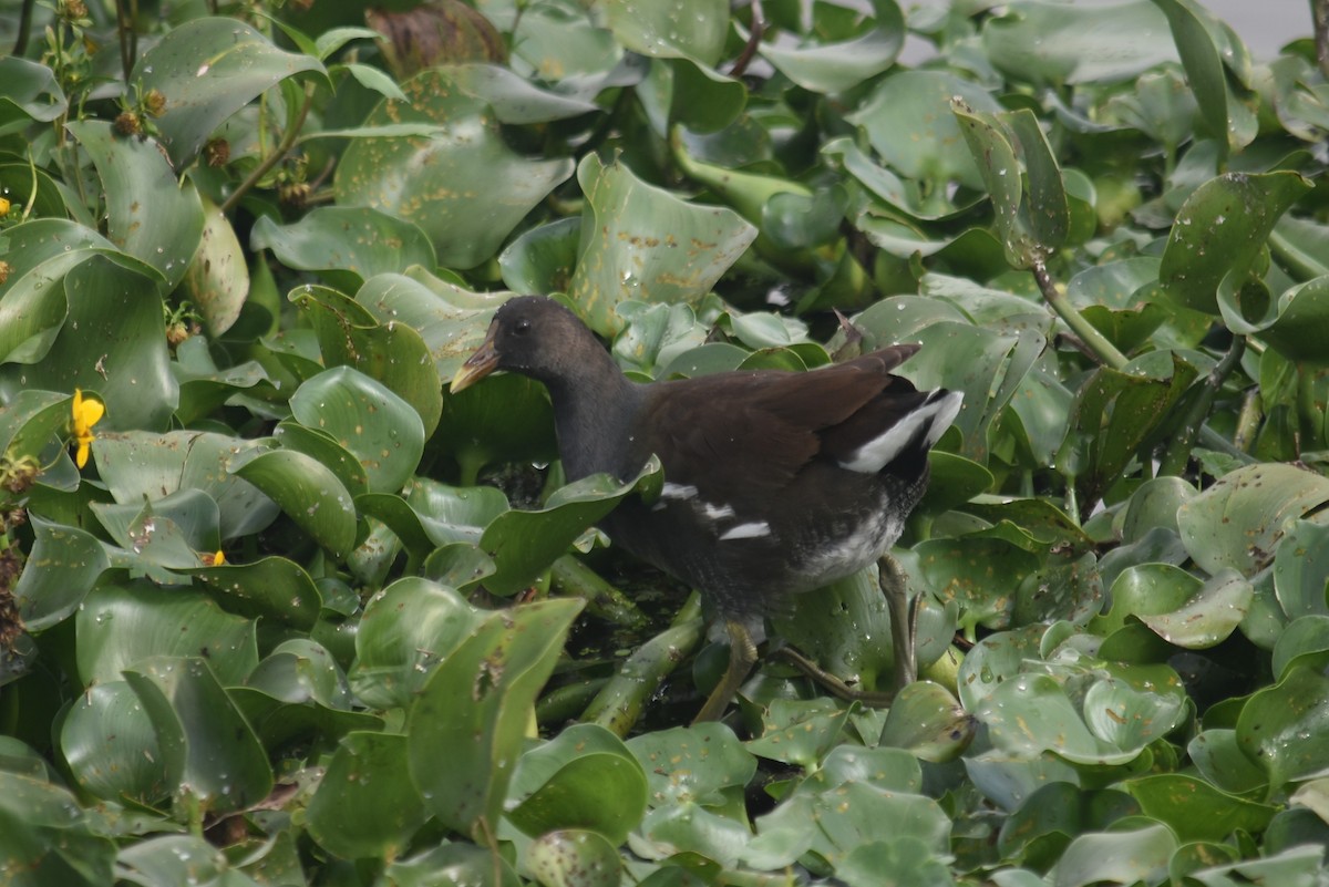 Американская камышница - ML645711784