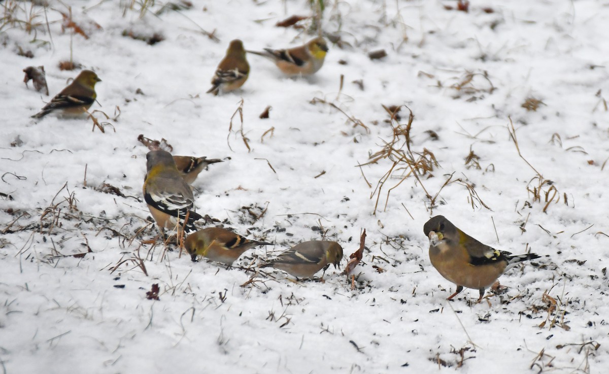 Evening Grosbeak - ML645711789