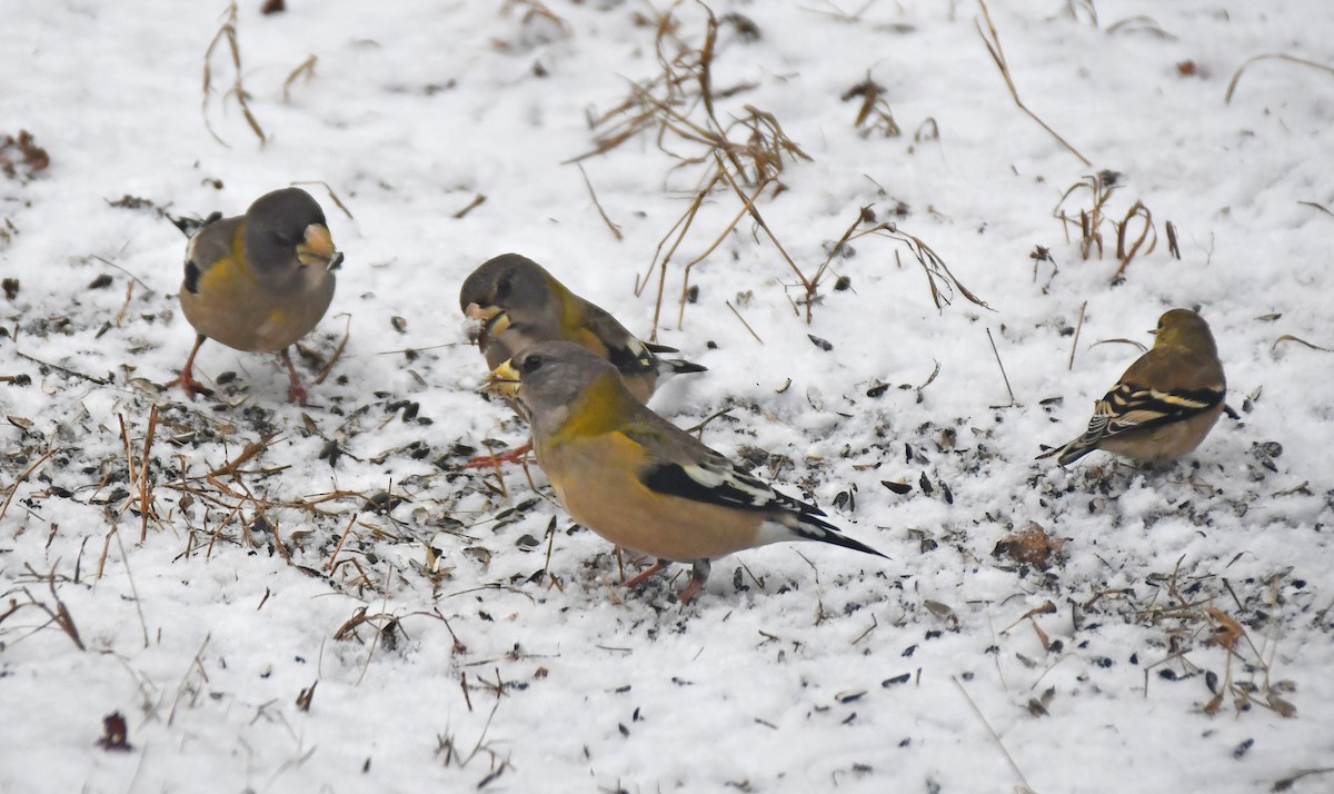 Evening Grosbeak - ML645711790