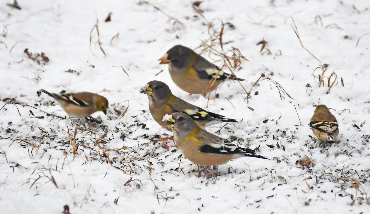 Evening Grosbeak - ML645711791
