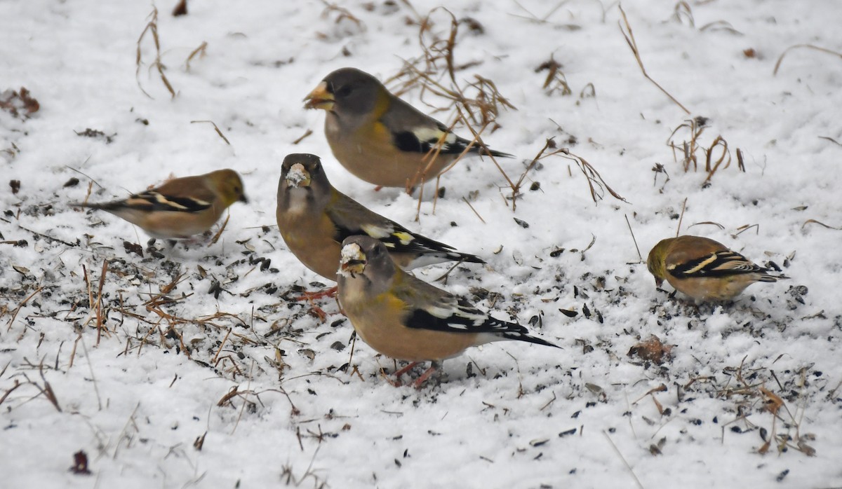 Evening Grosbeak - ML645711792