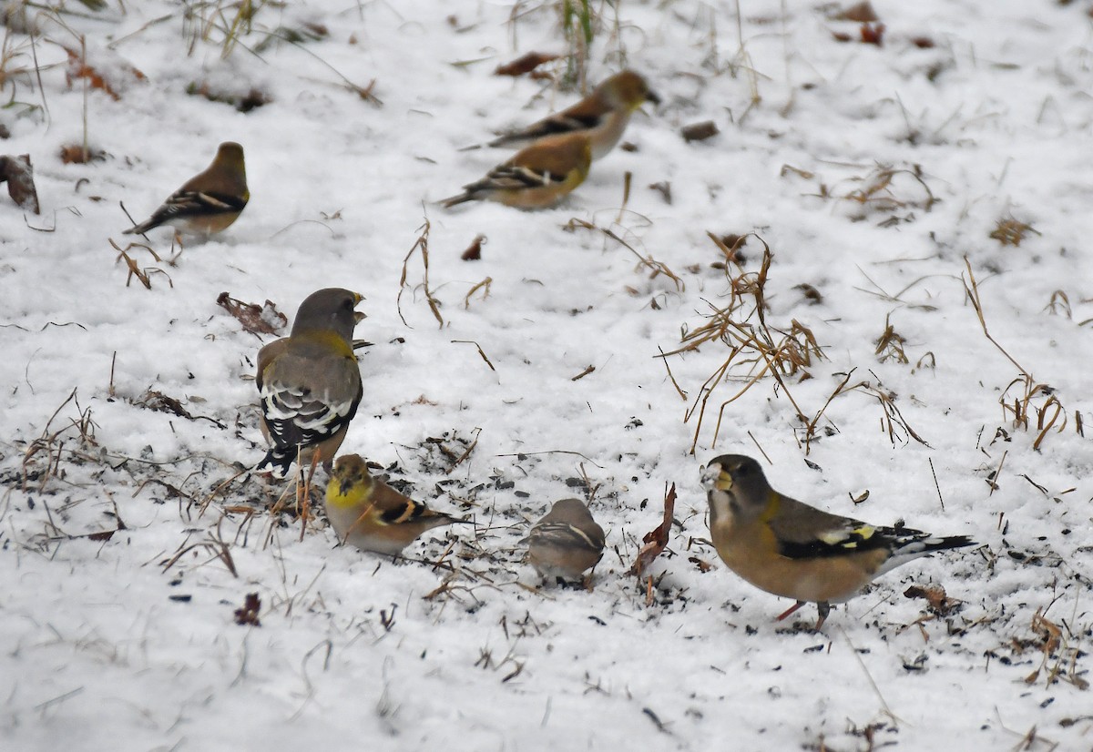 Evening Grosbeak - ML645711793