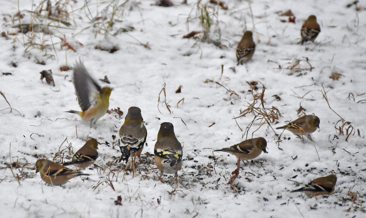 Evening Grosbeak - ML645711794