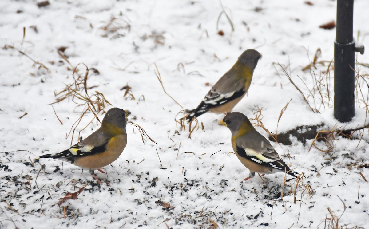 Evening Grosbeak - ML645711795