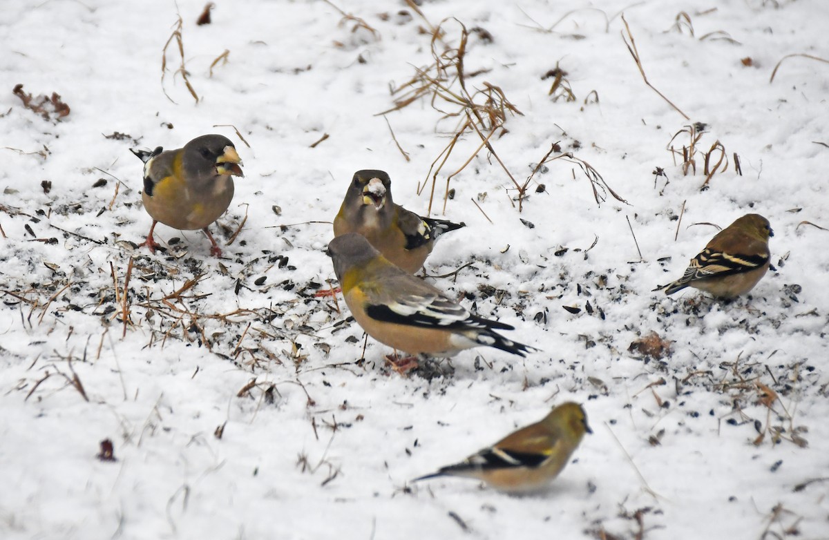 Evening Grosbeak - ML645711797