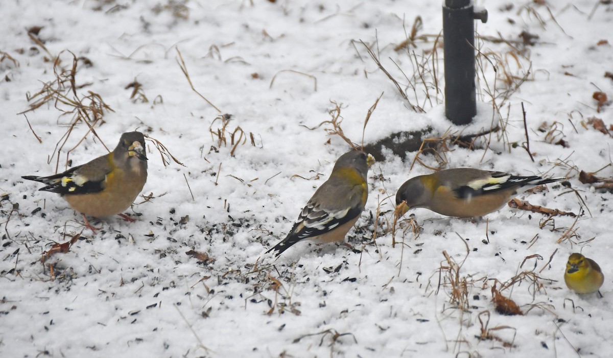 Evening Grosbeak - ML645711798