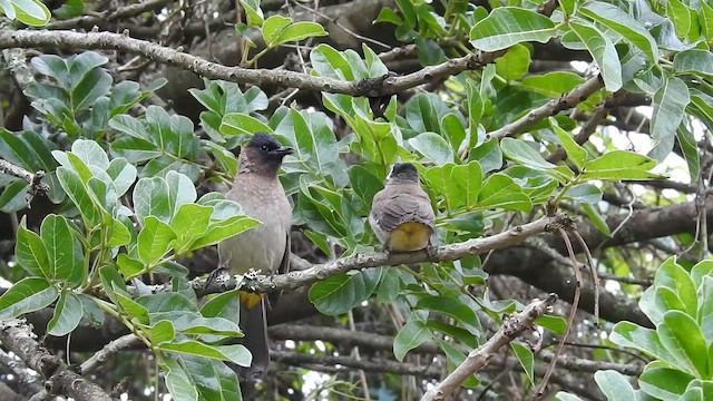 Common Bulbul - ML645711802