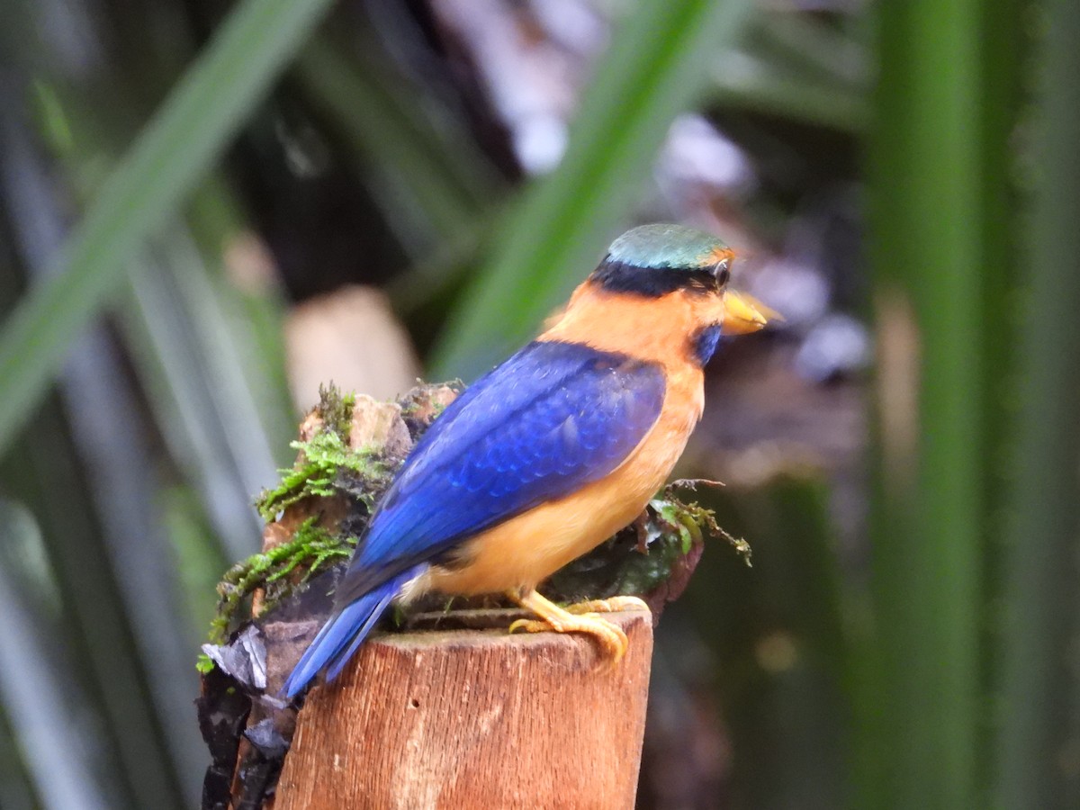 Rufous-collared Kingfisher - ML645711820